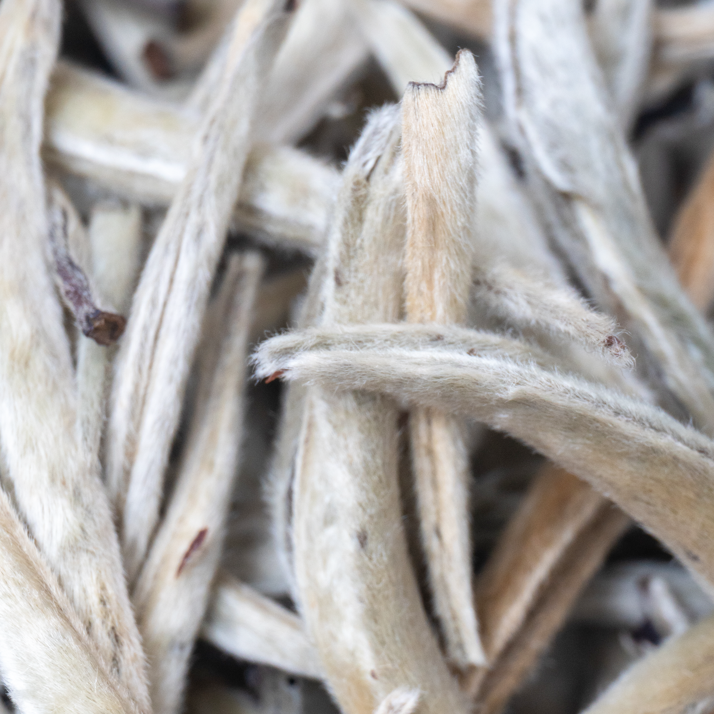 Silver Needle